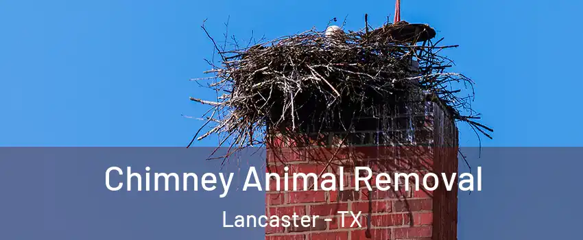 Chimney Animal Removal Lancaster - TX