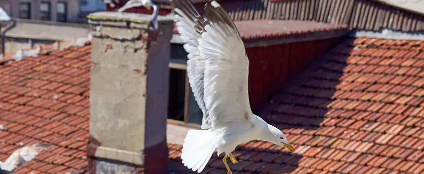 Residential Chimney Animal Removal Solution in Lancaster, TX