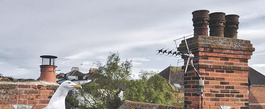 Chimney Cleaning And Restoration in Lancaster, Texas
